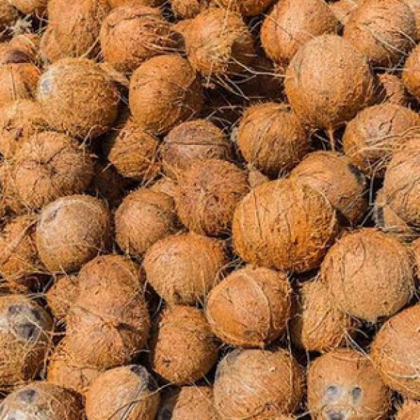 Coconut Kg
