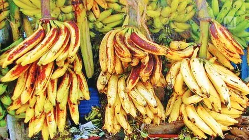Banana Kg