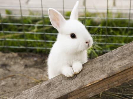 Rabbit