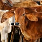 Cow
