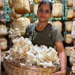 Mashroom