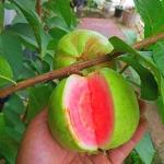 Red daimond guava