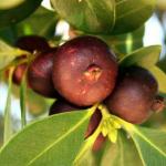 Ayakudi Guava and Fruits