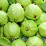 Guava