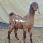 Premium Brown Spotted Boer Cross Male Goat