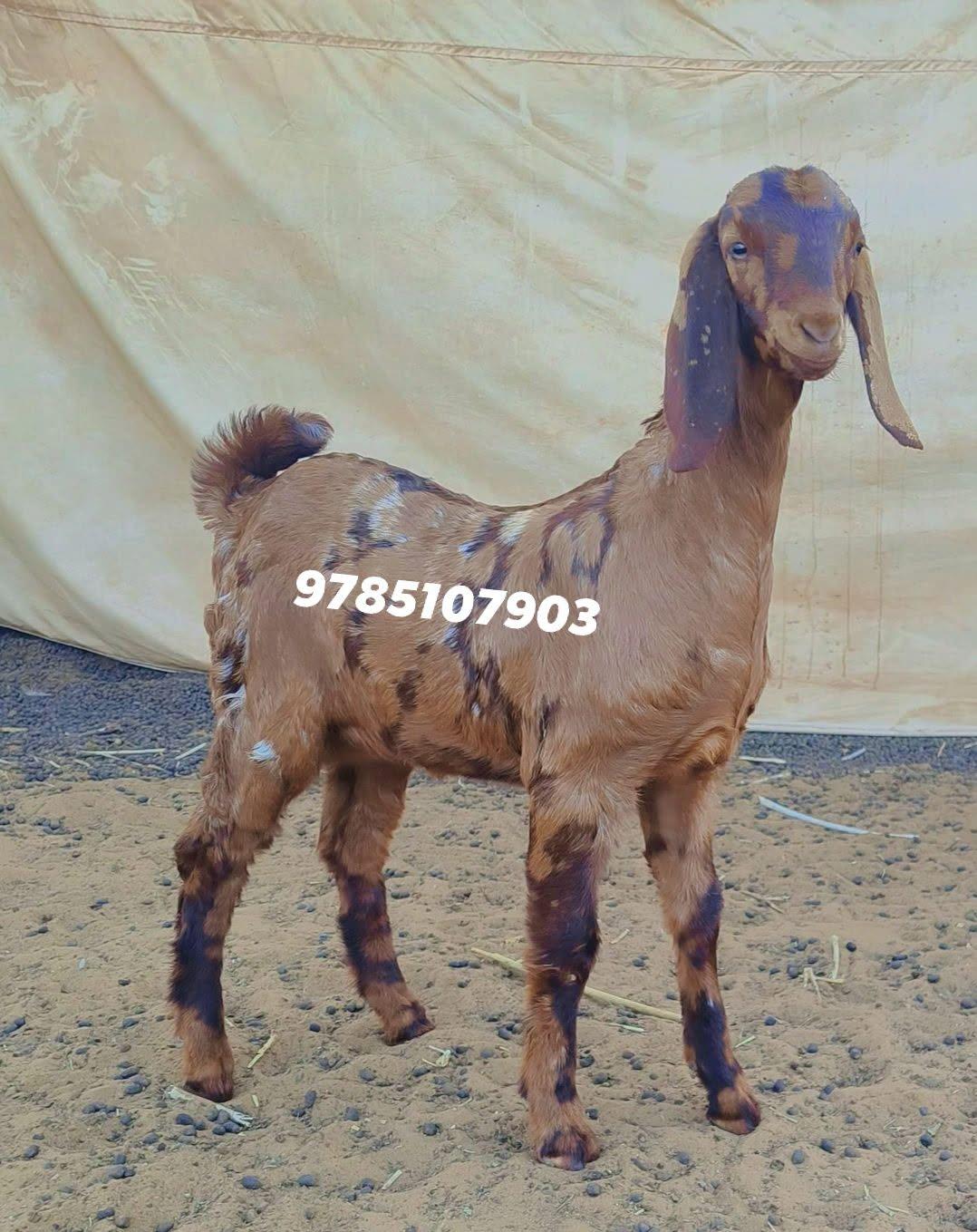 Premium Brown Spotted Boer Cross Male Goat