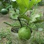 Premium Guava Plant