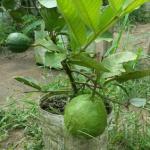 Premium Guava Plant