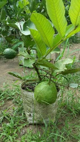 Premium Guava Plant