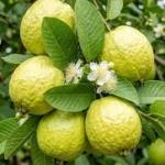 Premium Guava Plant