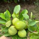 Premium Guava Plant