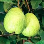 Premium Guava Plant