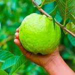 Premium Guava Plant