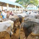 cow kg