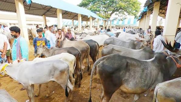 Chintamani Cow Market