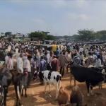 cow kg