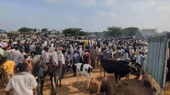 cow kg