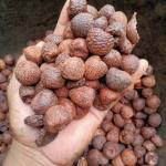 Premium Dried Arecanut