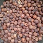 Premium Dried Arecanut