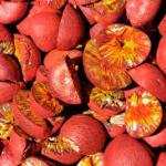 Premium Dried Arecanut