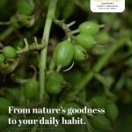 Natural Green Indian Cardamoms