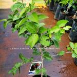 Premium Thai Sweet Apple Grafted Plant