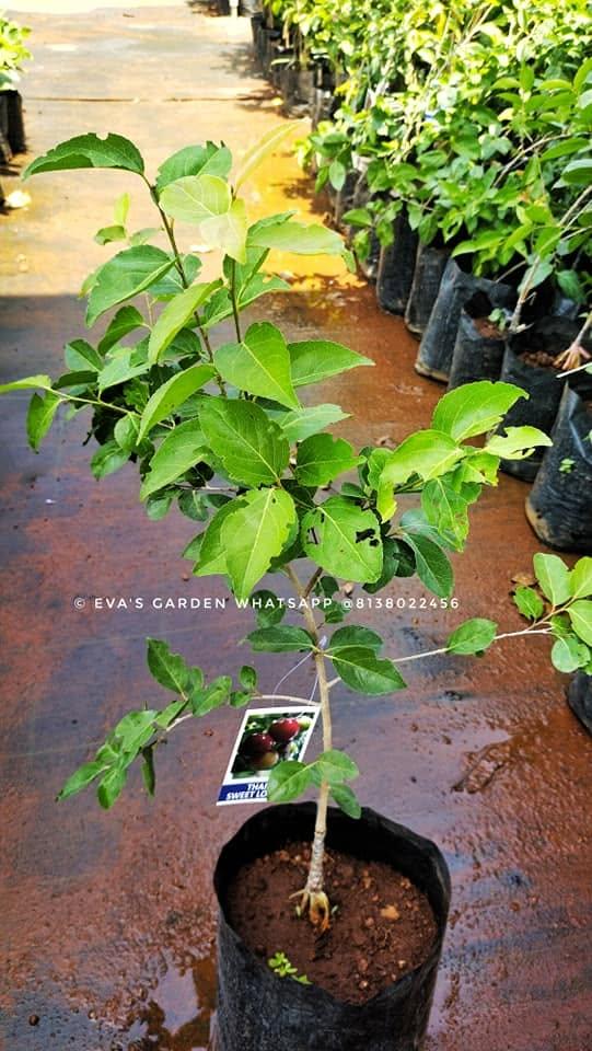 Premium Thai Sweet Apple Grafted Plant