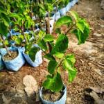 Premium Thai Sweet Apple Grafted Plant