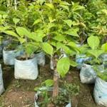 Premium Thai Sweet Apple Grafted Plant