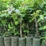 Premium Thai Sweet Apple Grafted Plant