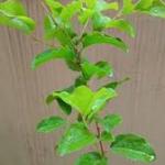 Premium Thai Sweet Apple Grafted Plant