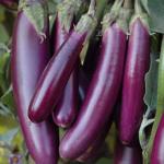Brinjal Purple Long
