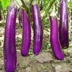 Brinjal Purple Long