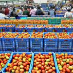 Tomato -Gundlupet