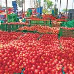 Tomato -Gundlupet