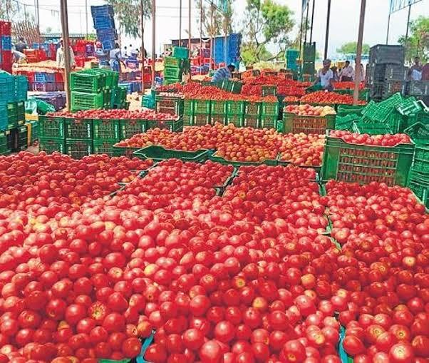 Tomato -Gundlupet