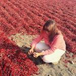 Guntur Red Chilli