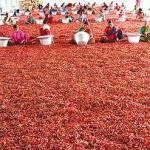 Guntur Red Chilli