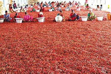 Guntur Red Chilli