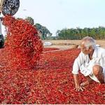 Guntur Red Chilli