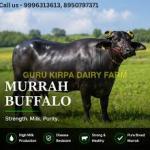 Dairy Murrah Buffalo