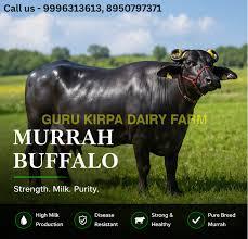 Dairy Murrah Buffalo