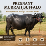 Dairy Murrah Buffalo