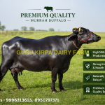 Dairy Murrah Buffalo