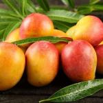 sindhooram mango plant (2feet)