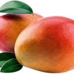 sindhooram mango plant (2feet)