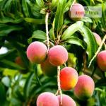 sindhooram mango plant (2feet)