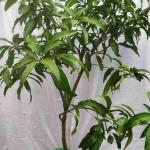 sindhooram mango plant (2feet)