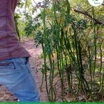 Moringa/Drumstick Seeds - PKM2 Variety - 500 gram