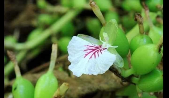 Cardamom